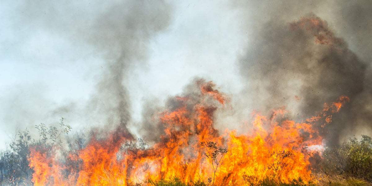 Stronger, Safer and More Resilient: New Strategy for Natural Disasters Main Image